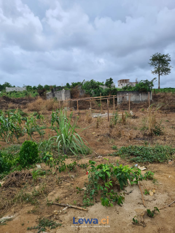 Terrain de 500m² à biens en vente à Songon : 20 millionsFCFA - Demarcho.ci : Terrain à vendre à Songon. Prix : 20 000 000 FCFA prix de vente. 500 m².