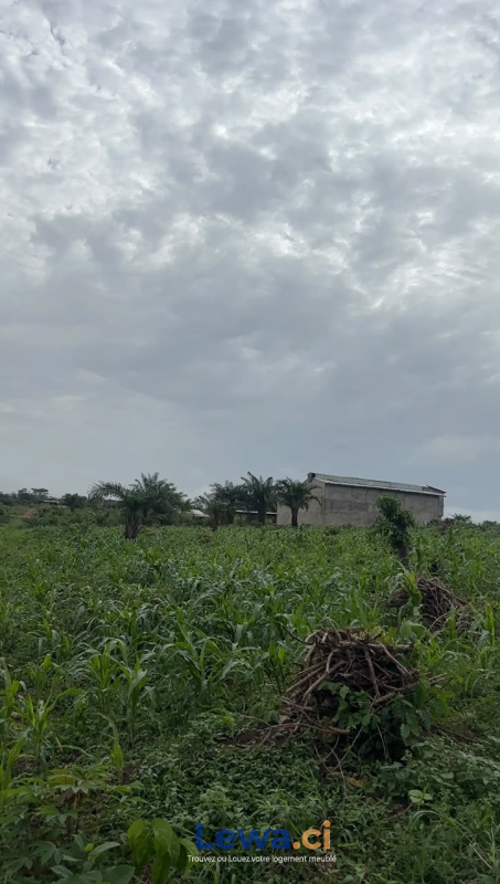 Terrain de 500m² à biens en vente à Cocody : 15 millionsFCFA - Demarcho.ci : Terrain à vendre à Cocody. Prix : 15 000 000 FCFA prix de vente. 500 m².