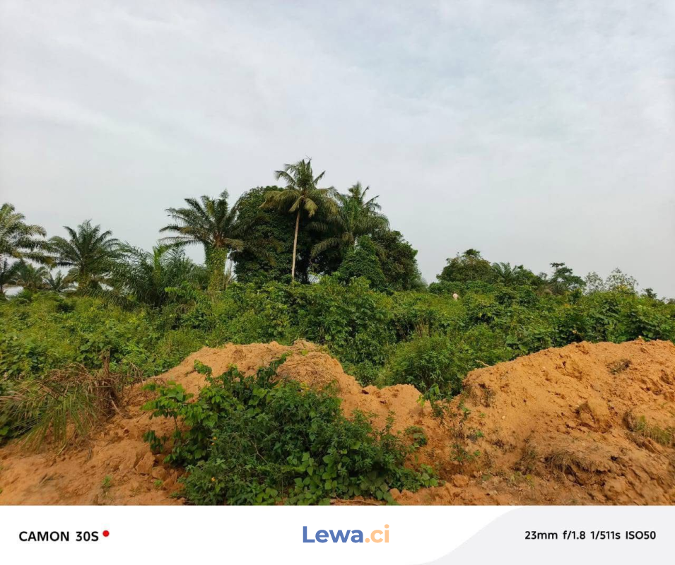 Terrain de 600m² à biens en vente à Anyama : 6 millionsFCFA - Demarcho.ci : Terrain à vendre à Anyama. Prix : 6 000 000 FCFA prix de vente. 600 m².