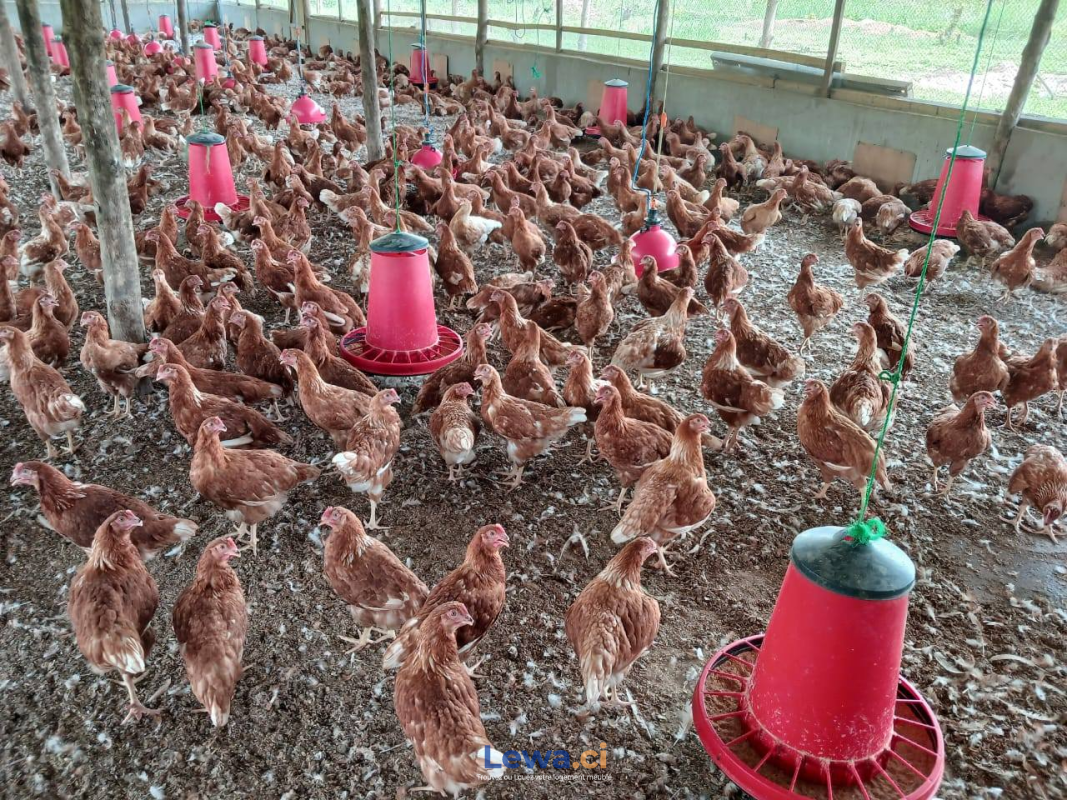 Salon de l'appartement